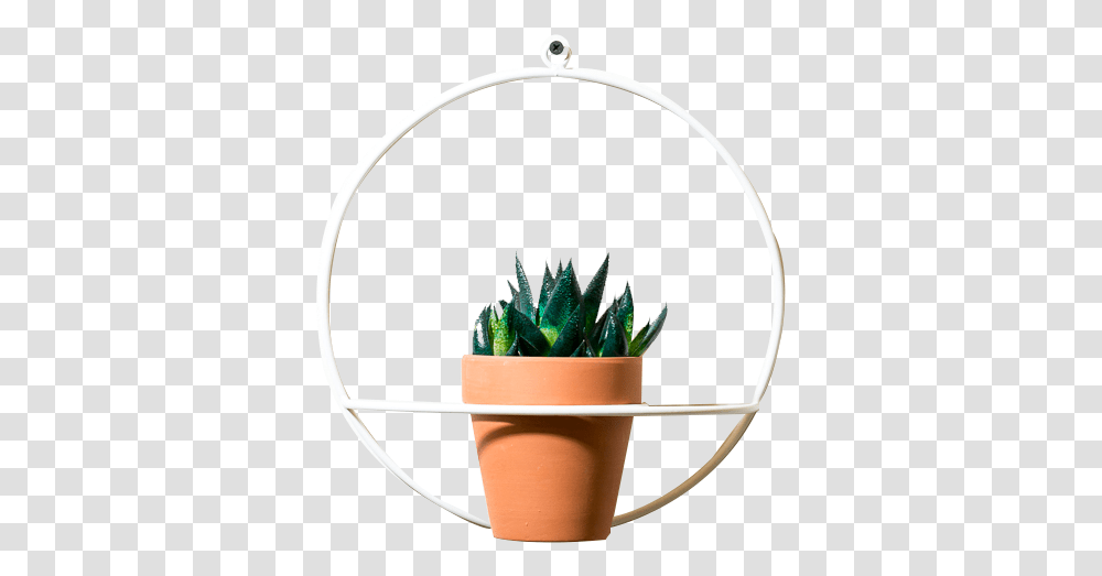 Image, Plant, Aloe Transparent Png