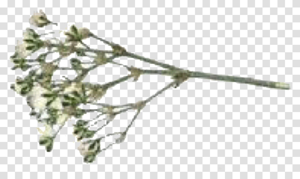 Image, Plant, Animal, Flower Transparent Png