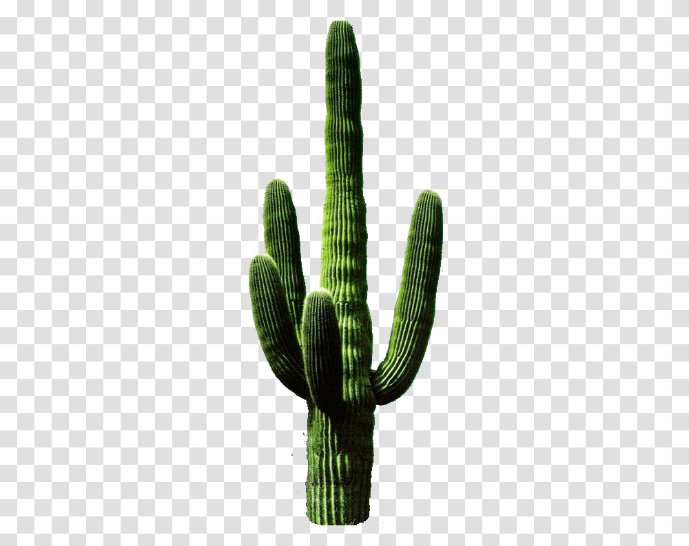 Image, Plant, Cactus, Snake, Reptile Transparent Png