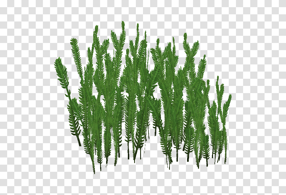Image, Plant, Fern, Moss Transparent Png