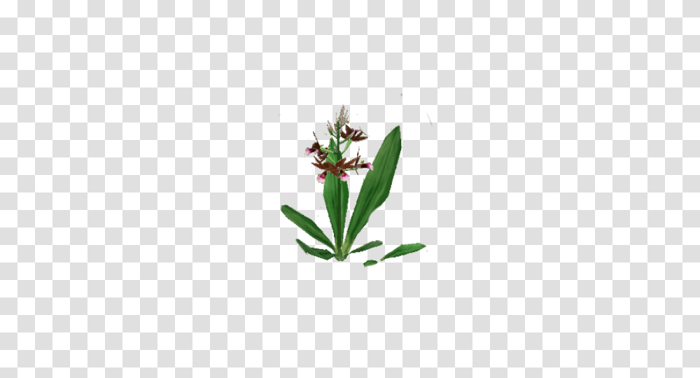 Image, Plant, Flower, Acanthaceae, Iris Transparent Png
