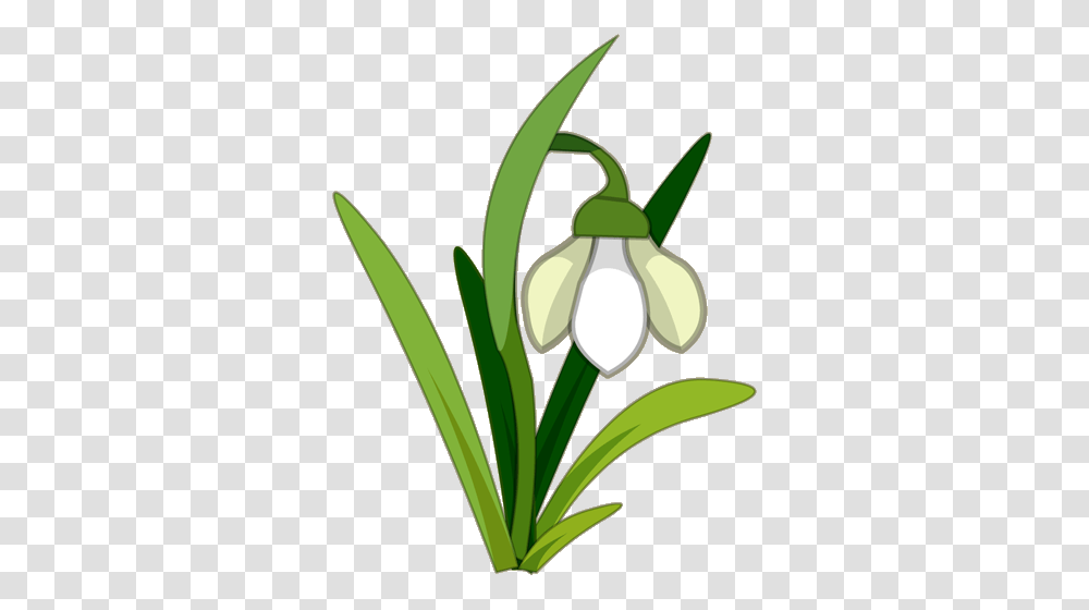 Image, Plant, Flower, Blossom, Amaryllidaceae Transparent Png