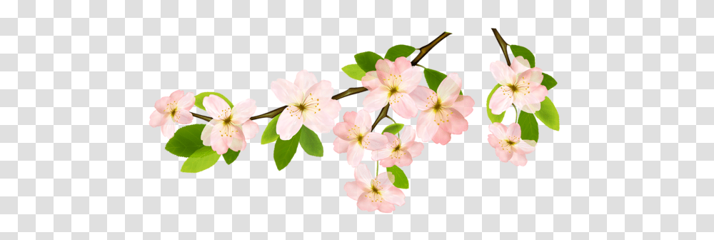 Image, Plant, Flower, Blossom, Anther Transparent Png