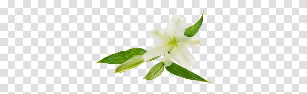 Image, Plant, Flower, Blossom, Anther Transparent Png