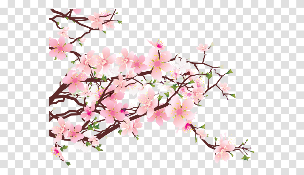 Image, Plant, Flower, Blossom, Cherry Blossom Transparent Png