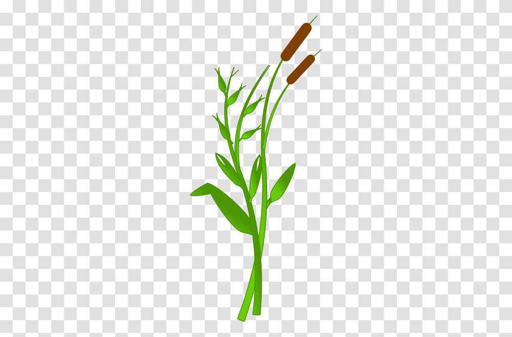 Image, Plant, Flower, Blossom, Corn Transparent Png