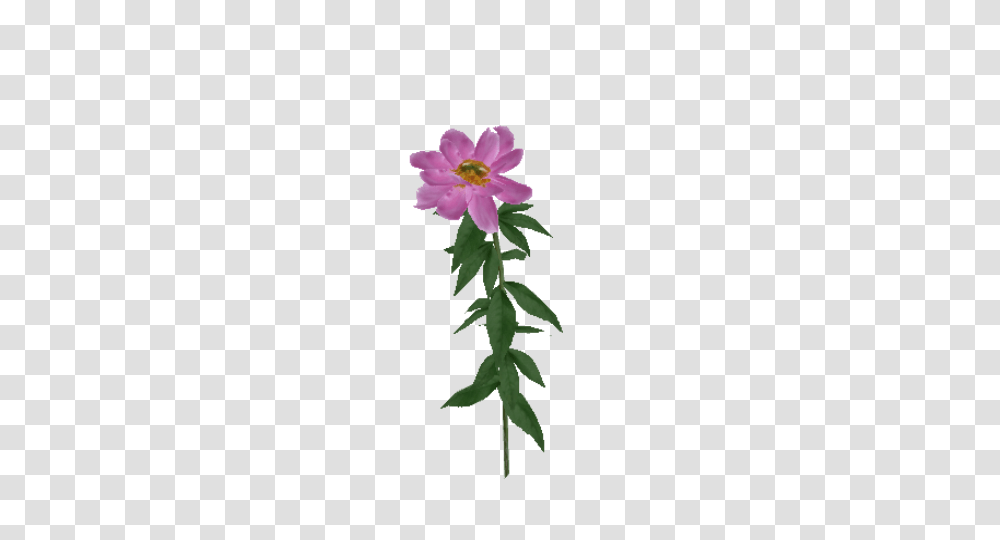 Image, Plant, Flower, Blossom, Geranium Transparent Png