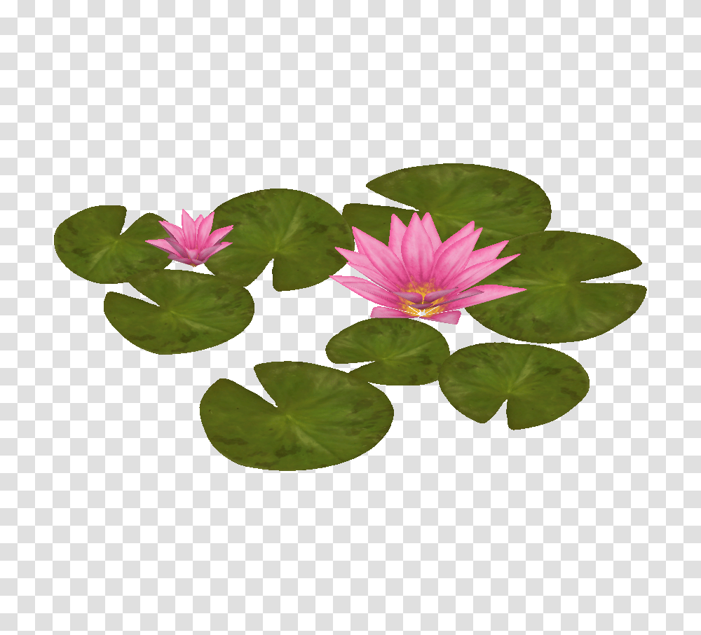 Image, Plant, Flower, Blossom, Lily Transparent Png