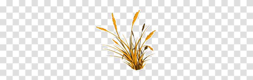 Image, Plant, Flower, Blossom, Pollen Transparent Png