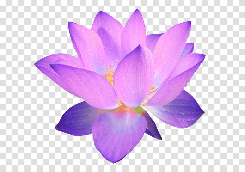 Image, Plant, Flower, Blossom, Pond Lily Transparent Png