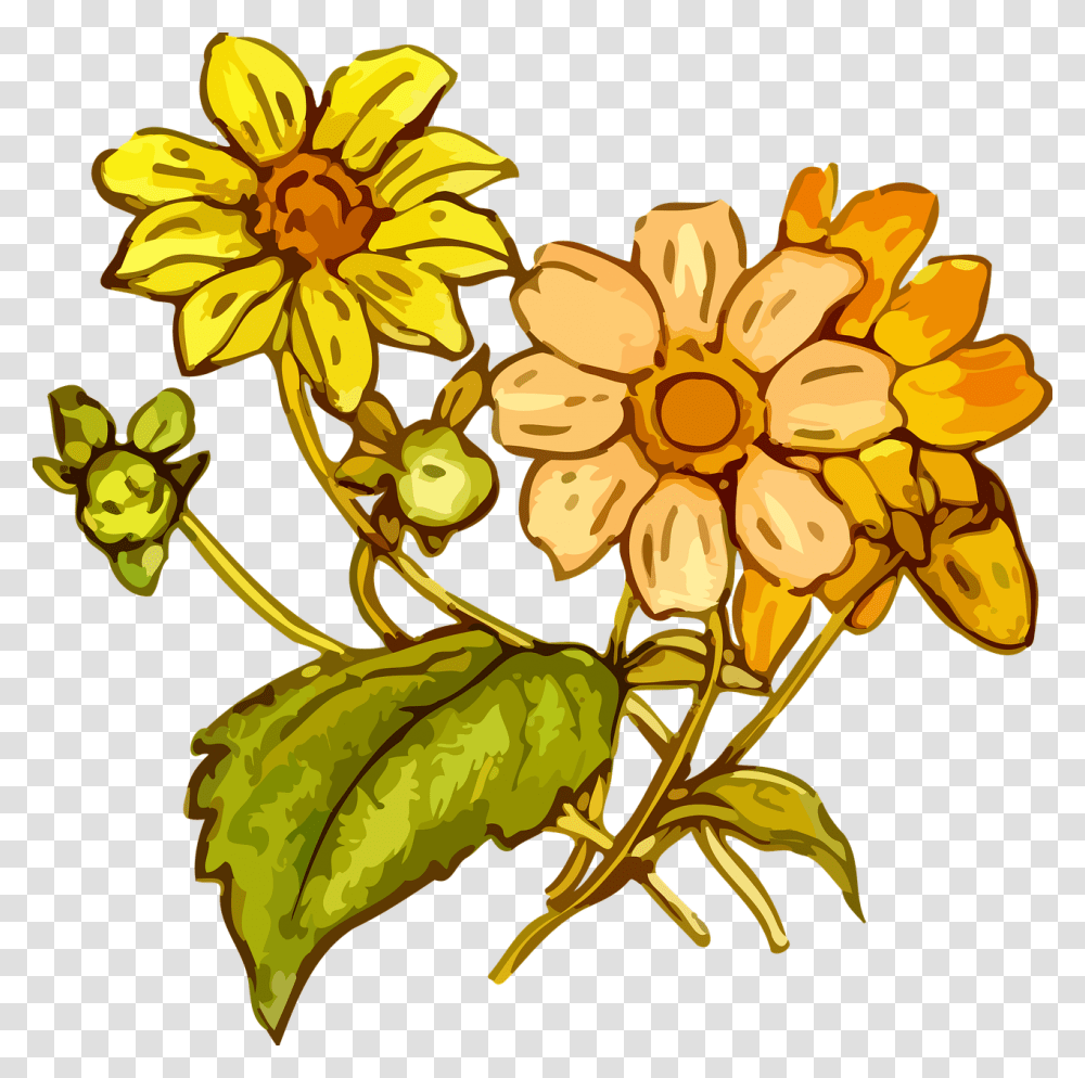 Image, Plant, Flower, Blossom, Treasure Flower Transparent Png