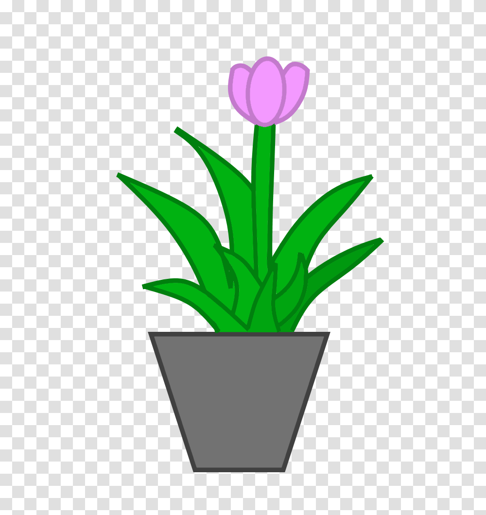 Image, Plant, Flower, Blossom, Tulip Transparent Png