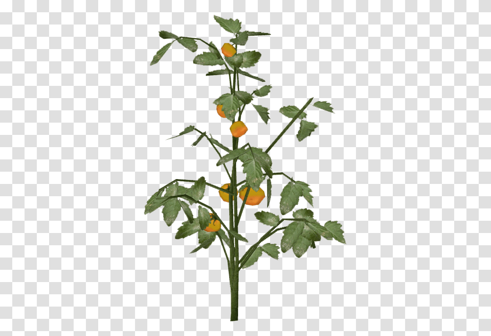 Image, Plant, Fruit, Food, Citrus Fruit Transparent Png