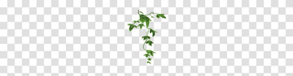 Image, Plant, Green, Leaf, Vegetation Transparent Png
