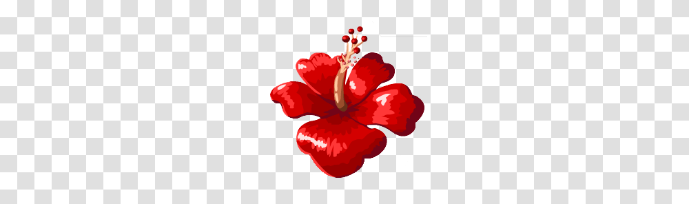 Image, Plant, Hibiscus, Flower, Blossom Transparent Png