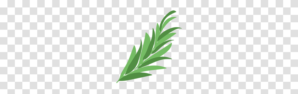 Image, Plant, Leaf, Vase, Jar Transparent Png