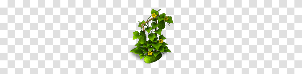 Image, Plant, Leaf, Vine, Flower Transparent Png
