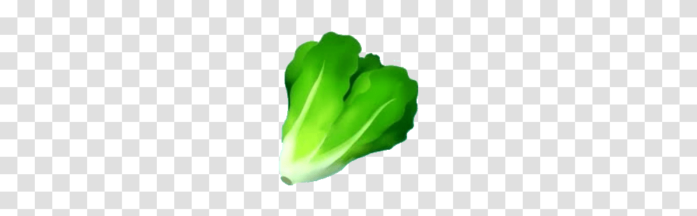 Image, Plant, Lettuce, Vegetable, Food Transparent Png