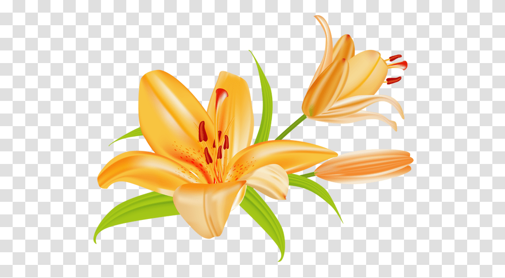 Image, Plant, Lily, Flower, Blossom Transparent Png