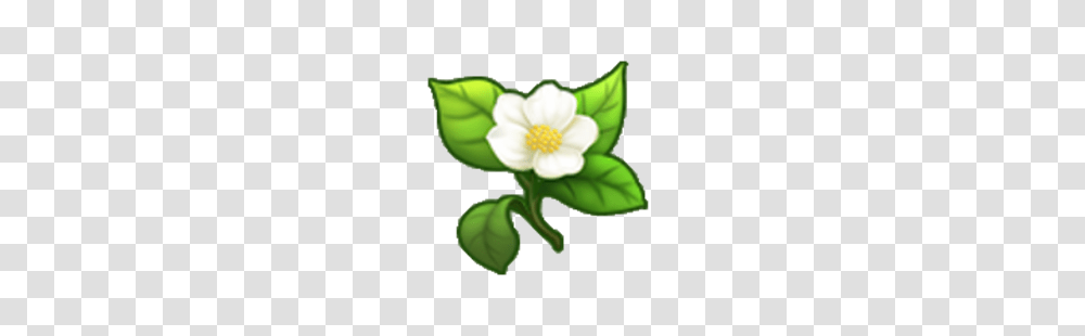 Image, Plant, Petal, Flower, Anemone Transparent Png