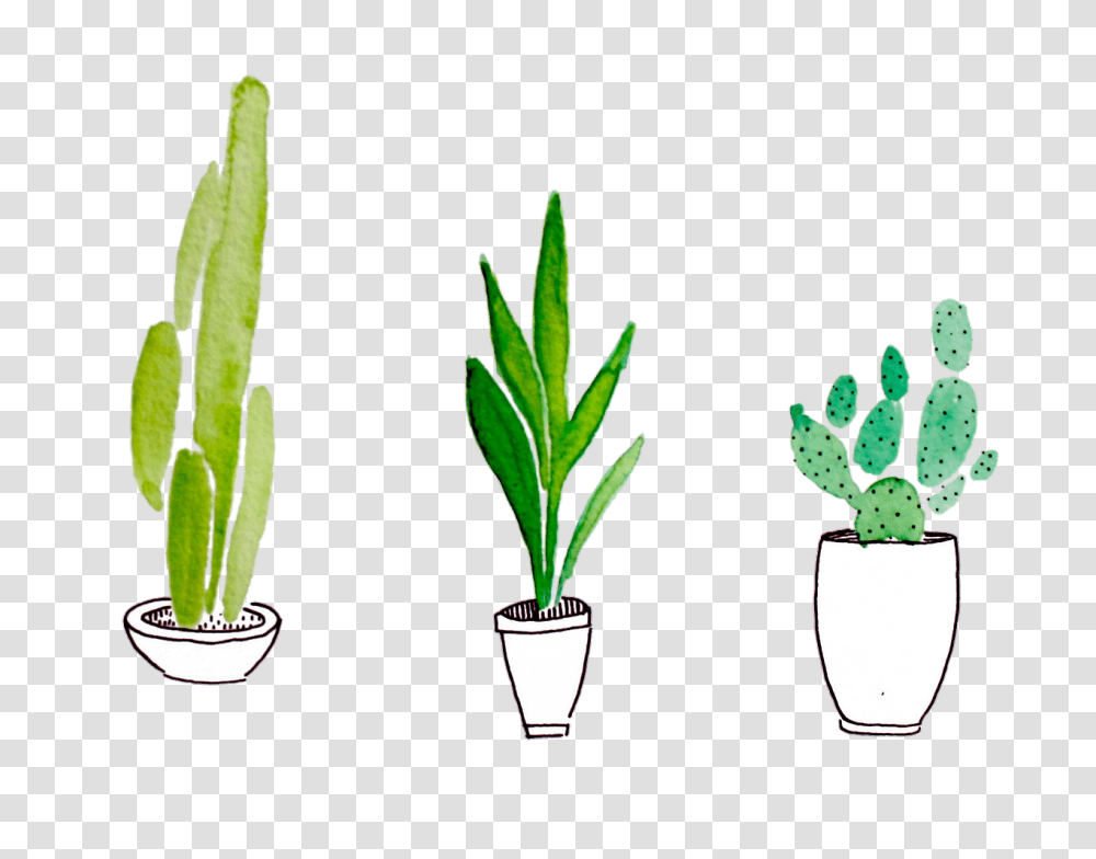 Image, Plant, Potted Plant, Vase, Jar Transparent Png