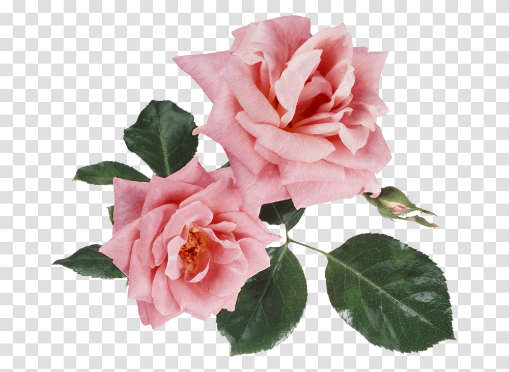 Image, Plant, Rose, Flower, Blossom Transparent Png