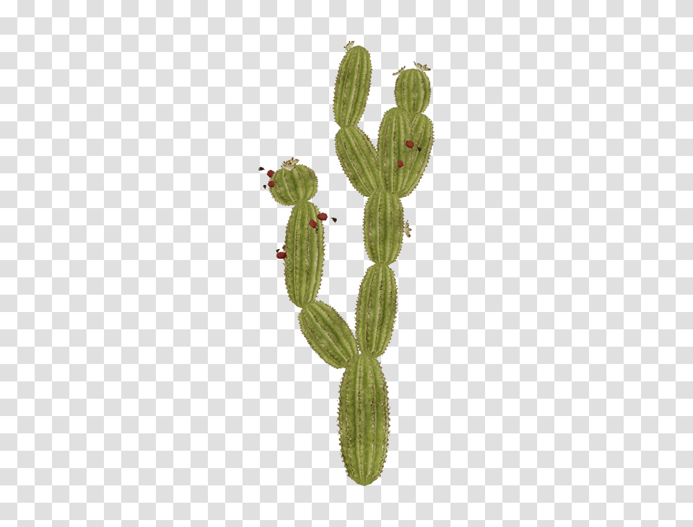 Image, Plant, Tree, Conifer, Cactus Transparent Png