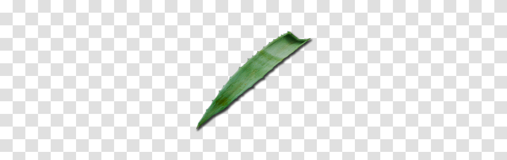 Image, Plant, Vegetable, Food, Arrowhead Transparent Png