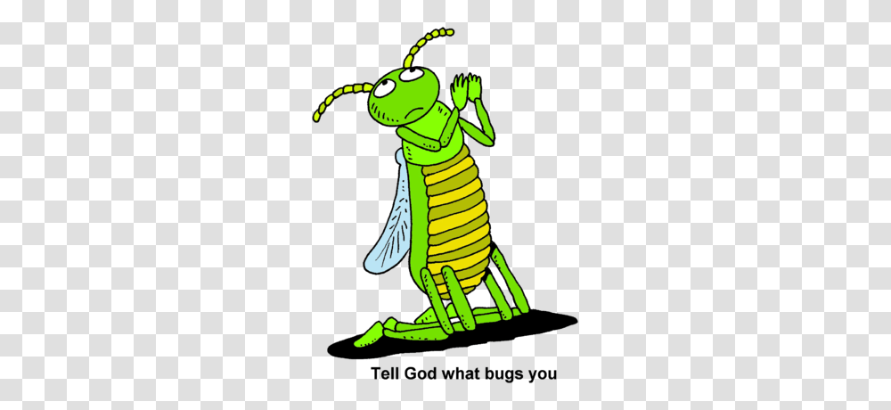Image Praying Bug Prayer Clip Art, Grasshopper, Insect, Invertebrate, Animal Transparent Png