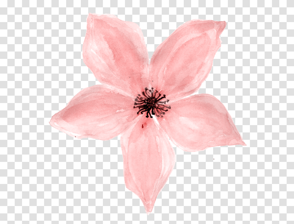 Image Printable Flor Rosa Bebe, Plant, Petal, Flower, Blossom Transparent Png