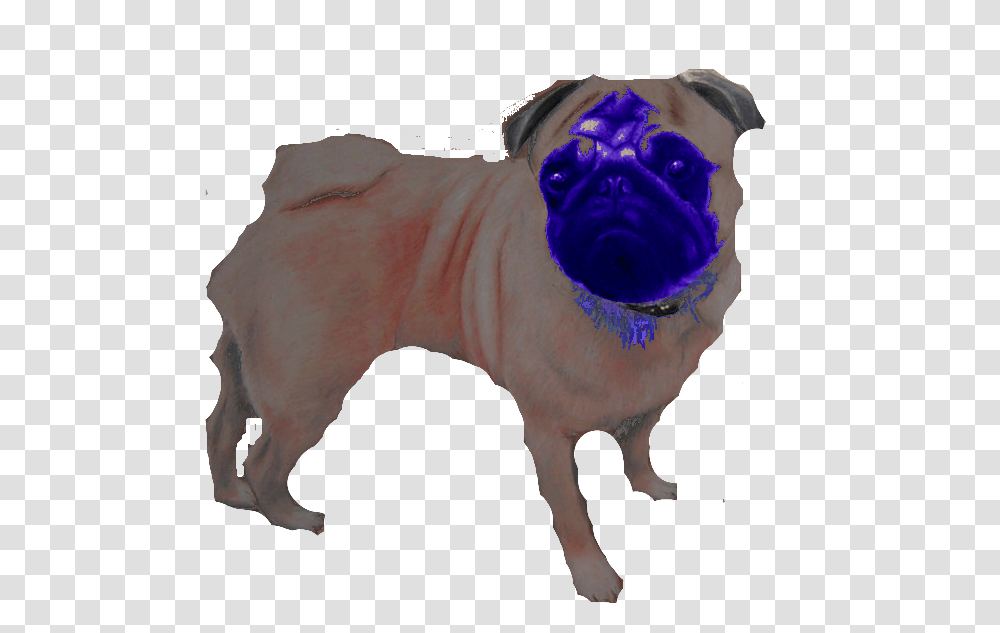 Image, Pug, Dog, Pet, Canine Transparent Png