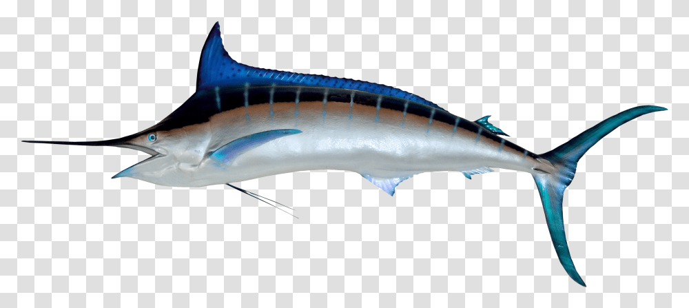 Image Purepng Free, Swordfish, Sea Life, Animal, Shark Transparent Png