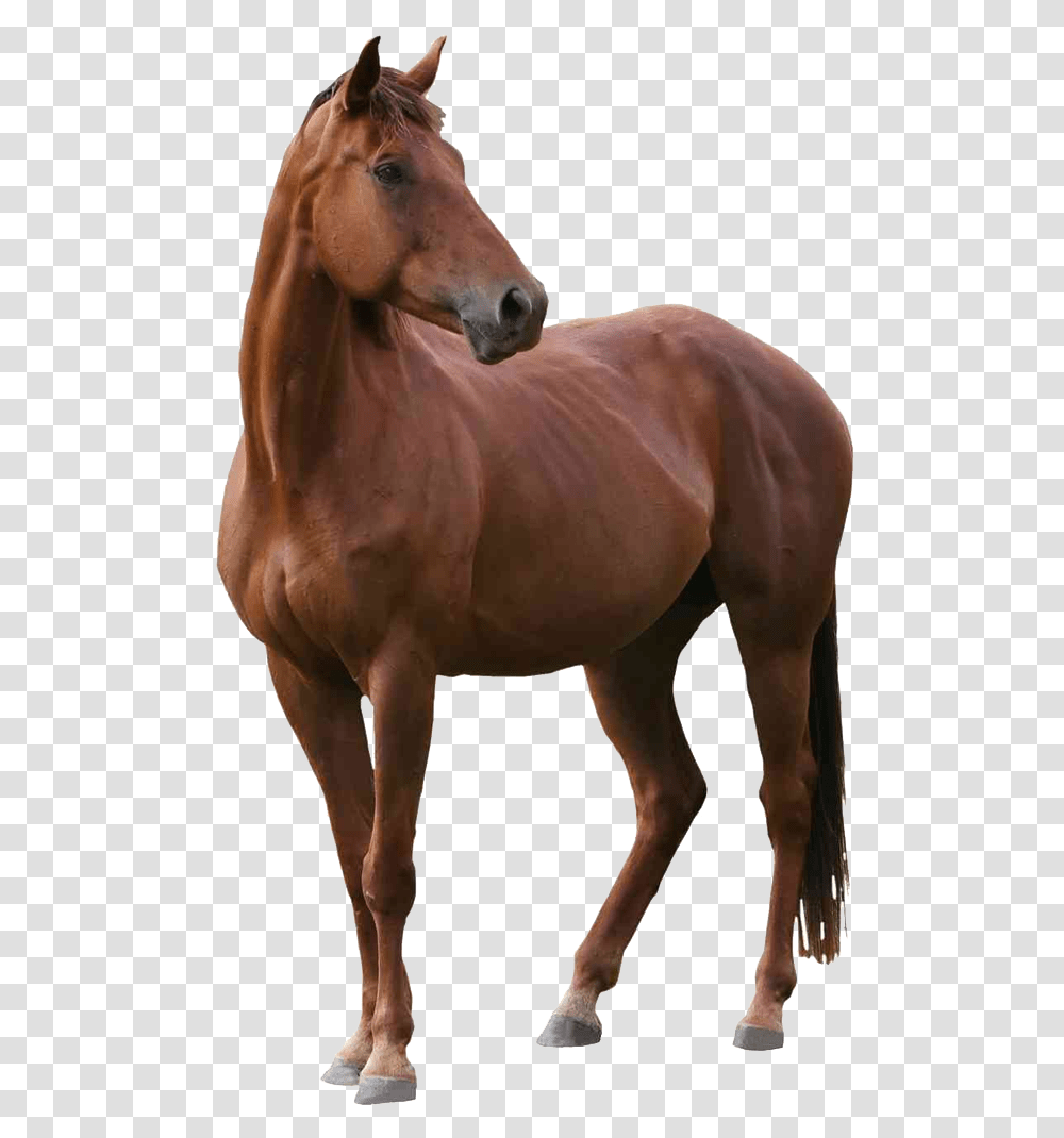 Image Real Brown Horse, Colt Horse, Mammal, Animal, Stallion Transparent Png