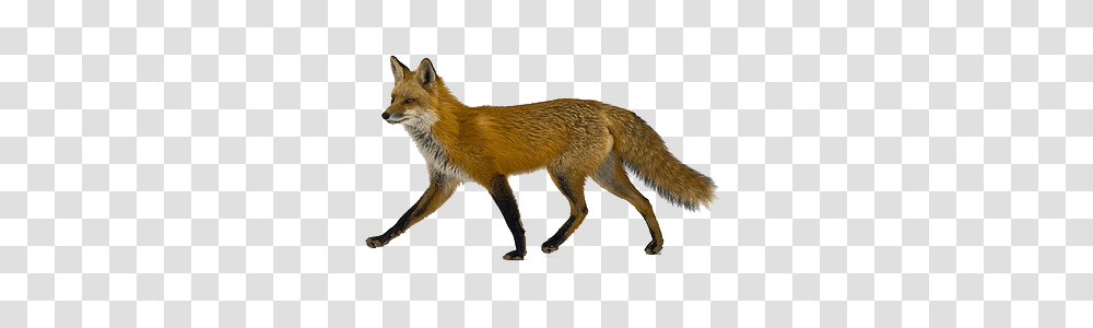 Image, Red Fox, Canine, Wildlife, Mammal Transparent Png
