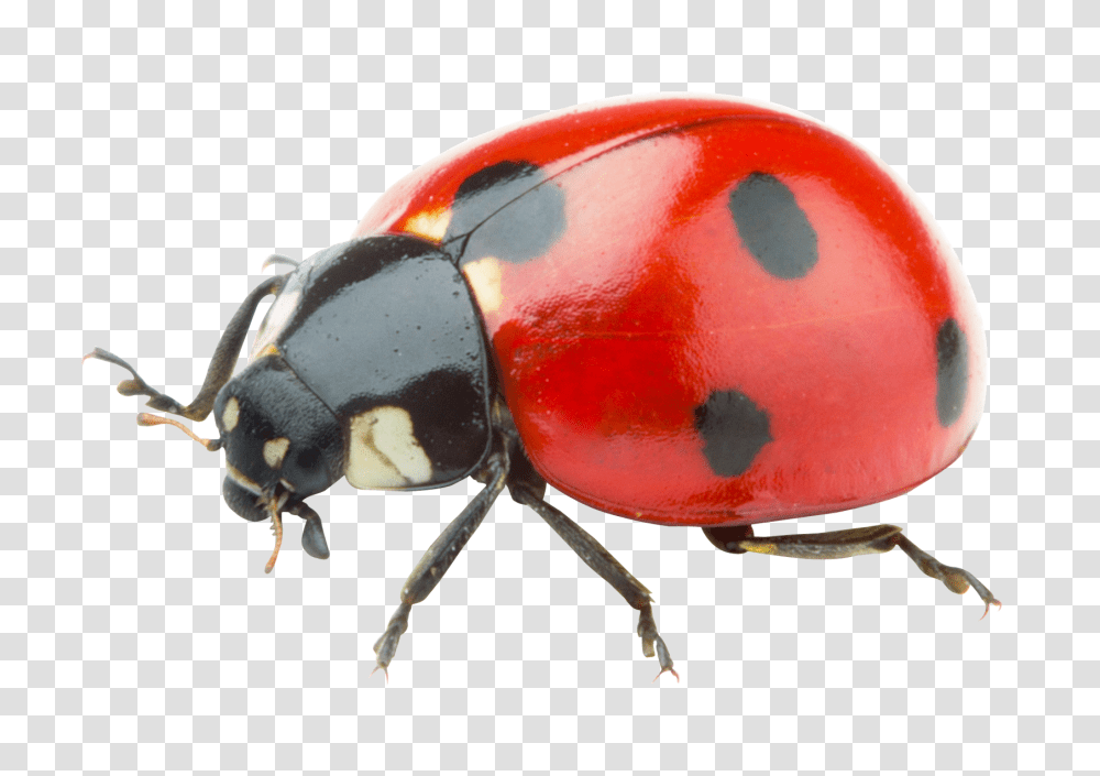 Image Red Ladybug, Animal, Insect, Invertebrate, Dung Beetle Transparent Png