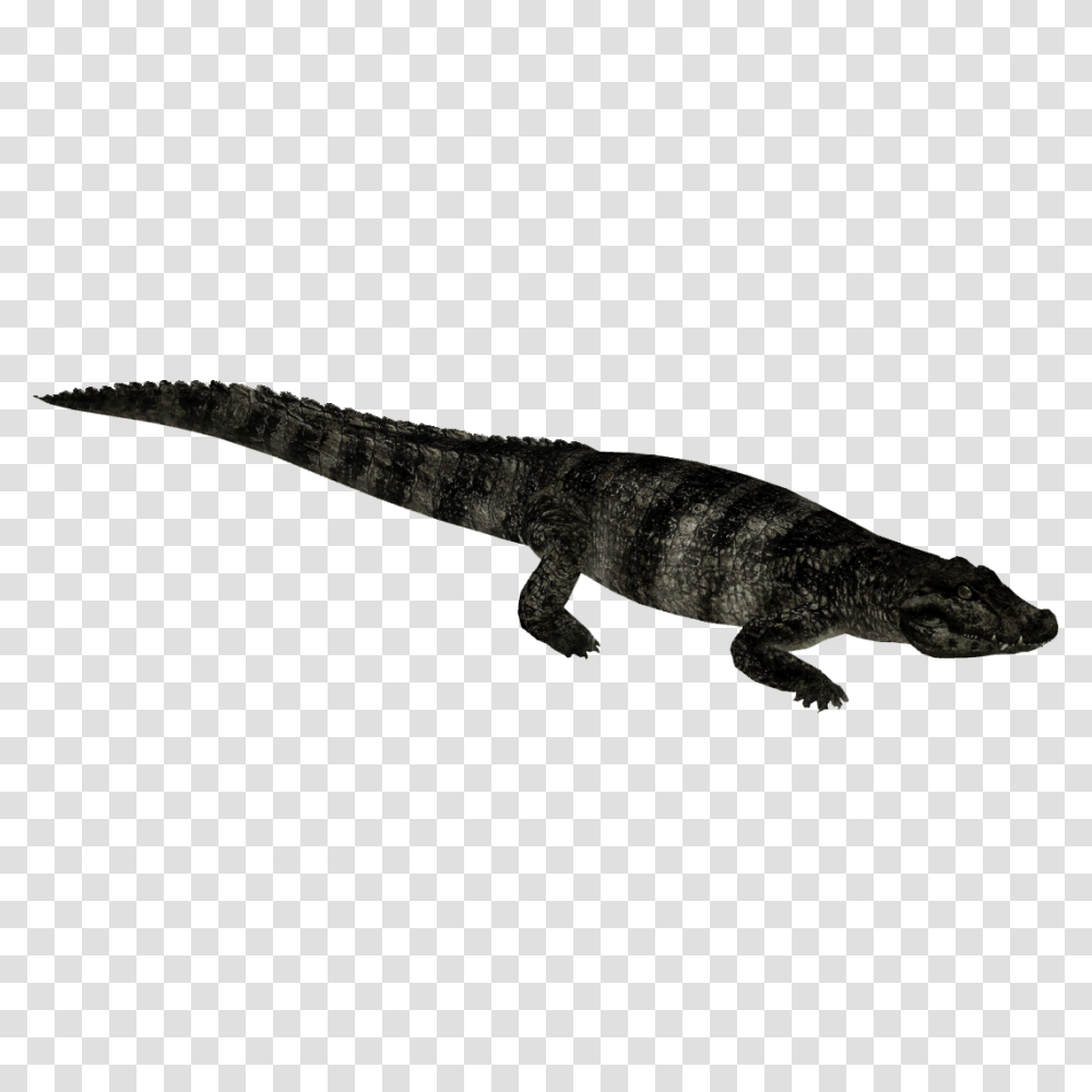 Image, Reptile, Animal, Lizard, Gecko Transparent Png