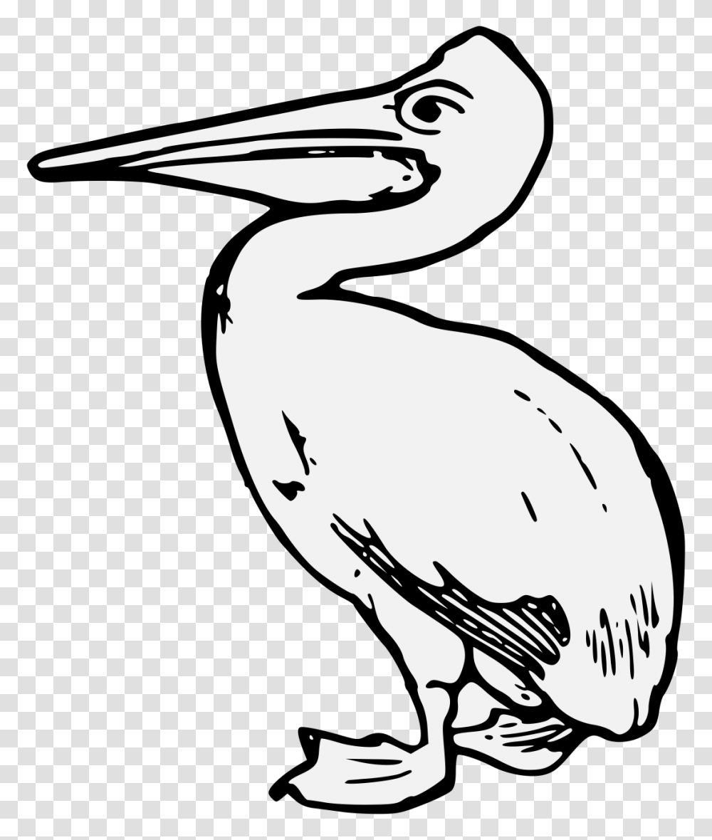 Image Result For Brown Pelican Line Drawing Birds, Animal, Waterfowl, Beak, Crane Bird Transparent Png