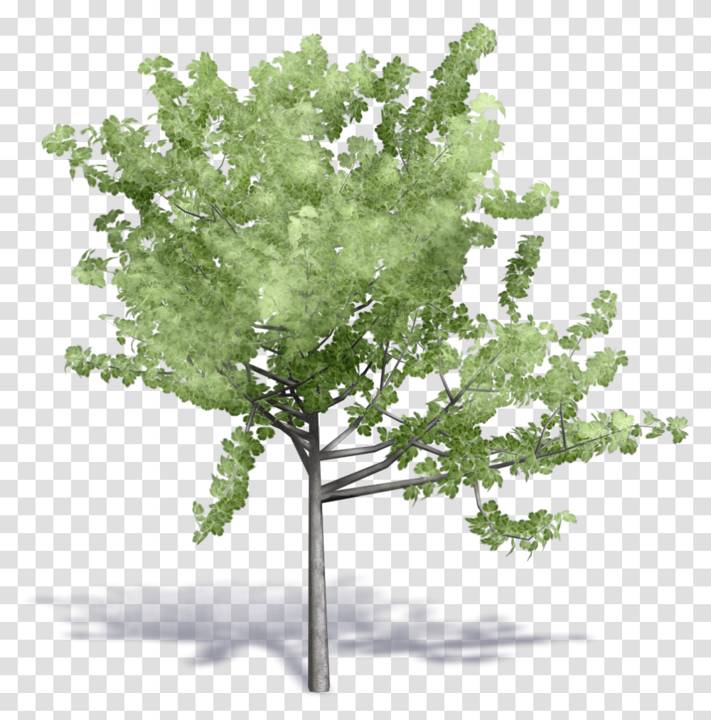 Image Result For Cadblock Birch Tree Tree Revit, Plant, Maple, Tree Trunk, Flower Transparent Png