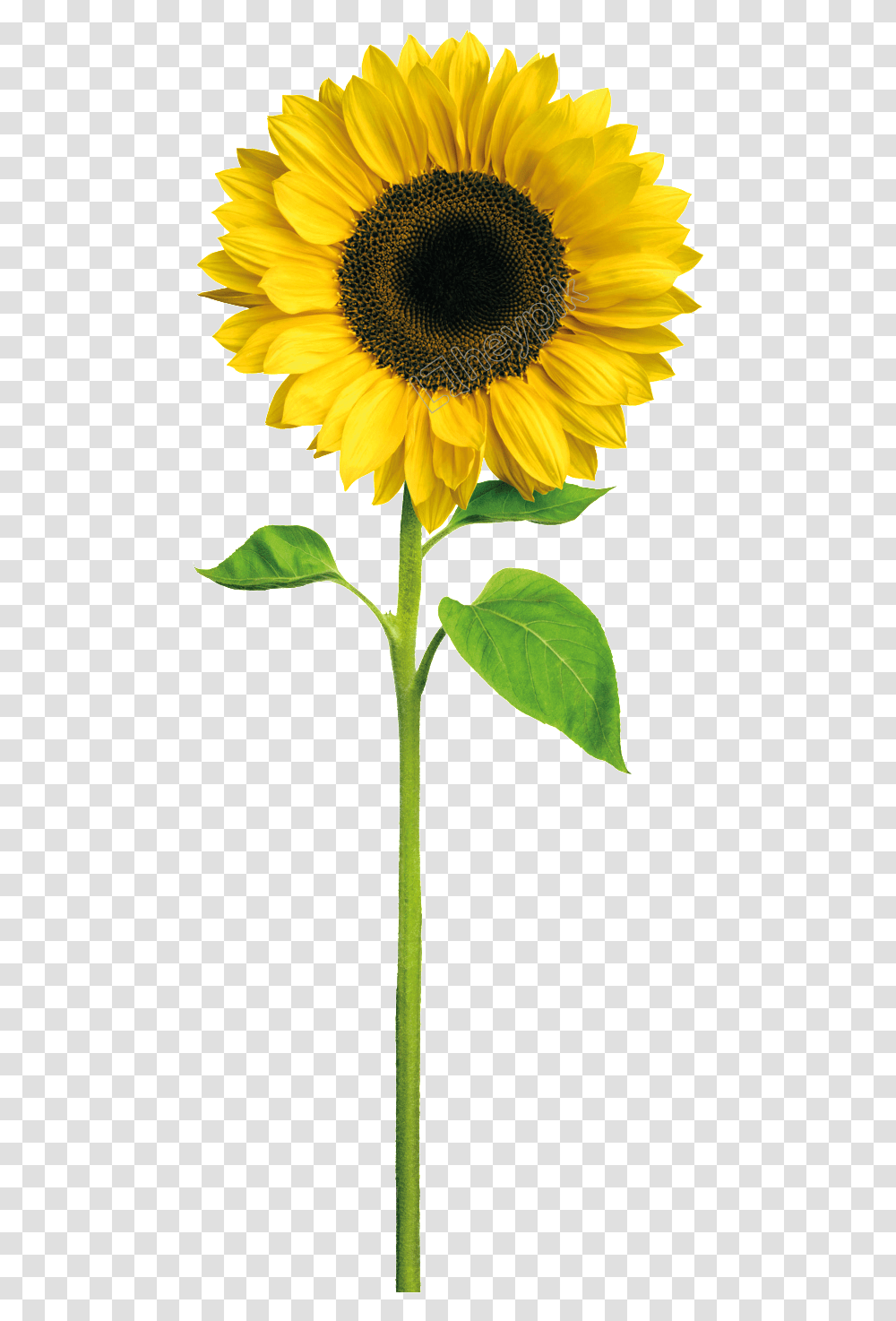 Image Result For Cartoon Sunflower De Um Girassol, Plant, Blossom, Petal Transparent Png