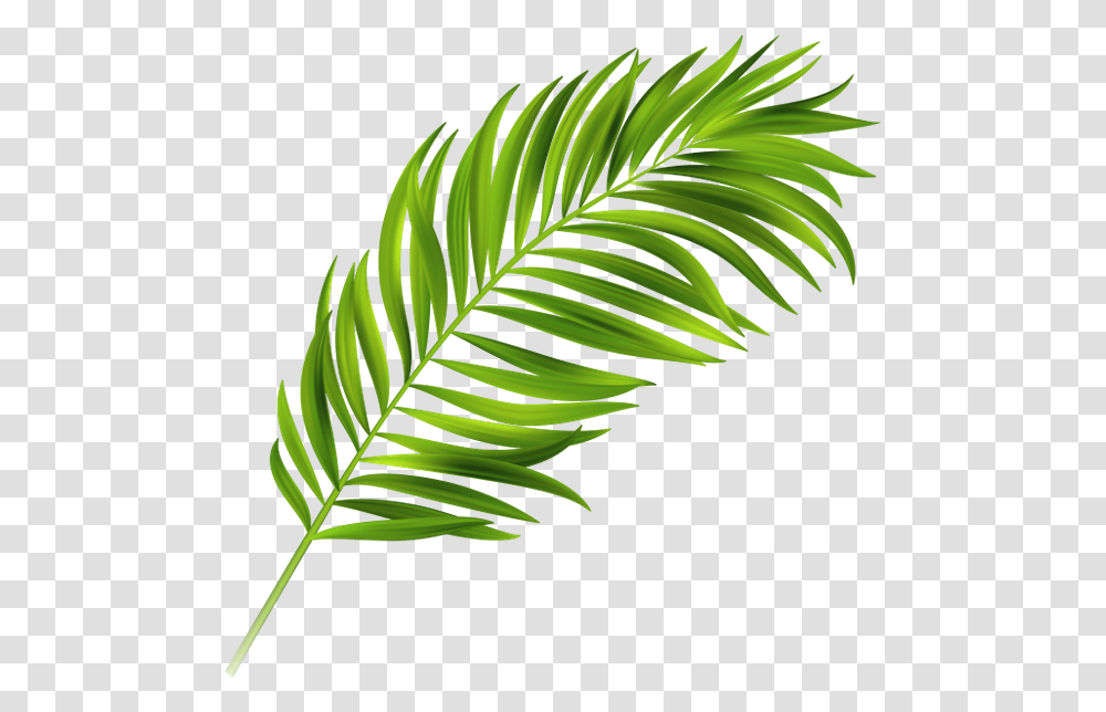 Image Result For Palm Leaves Leave Tropical Vector Free, Leaf, Plant, Green, Fern Transparent Png