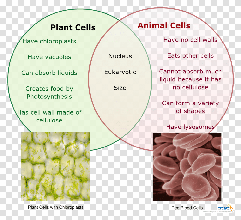 Image Result For Plant And Animal Cell Venn Diagram, Food, Plot, Vegetable, Paper Transparent Png