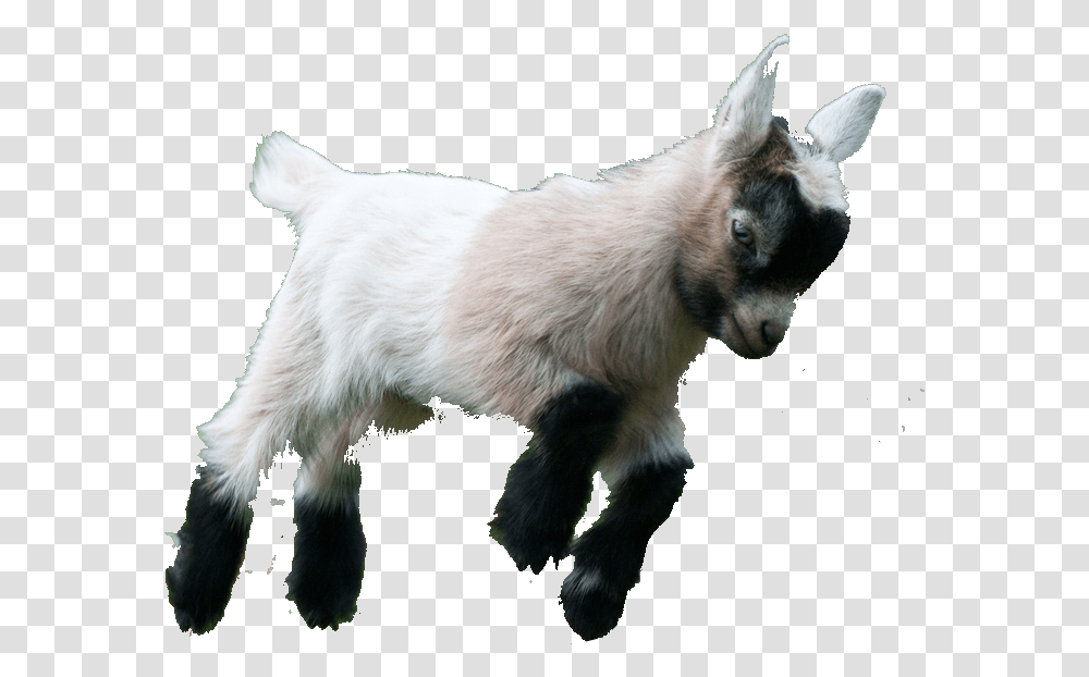 Image Result For Pygmy Goat, Mammal, Animal, Mountain Goat, Wildlife Transparent Png