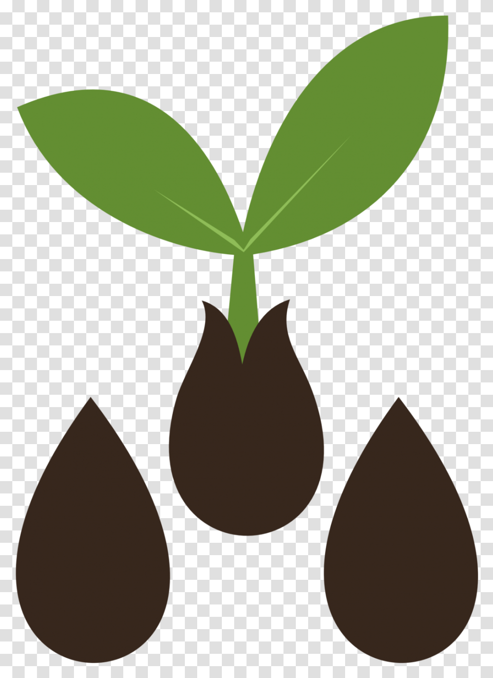Image Result For Seed Vector Seed, Plant, Leaf, Vegetable, Food Transparent Png