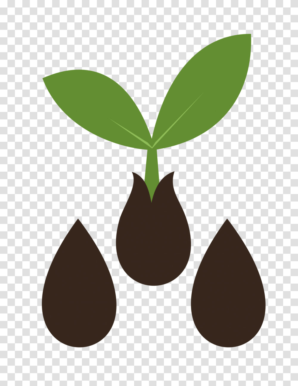 Image Result For Seed Vector Seed Seeds Branding, Plant, Leaf, Vegetable, Food Transparent Png