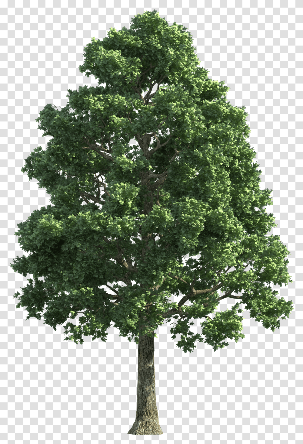 Image Result For Trees Background Transparent Png