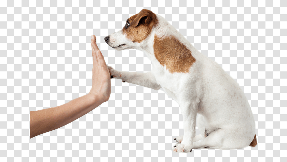 Image Rewarding A Dog, Person, Pet, Animal, Hound Transparent Png