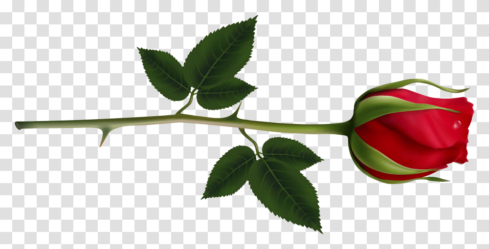 Image Rose, Leaf, Plant, Annonaceae, Tree Transparent Png