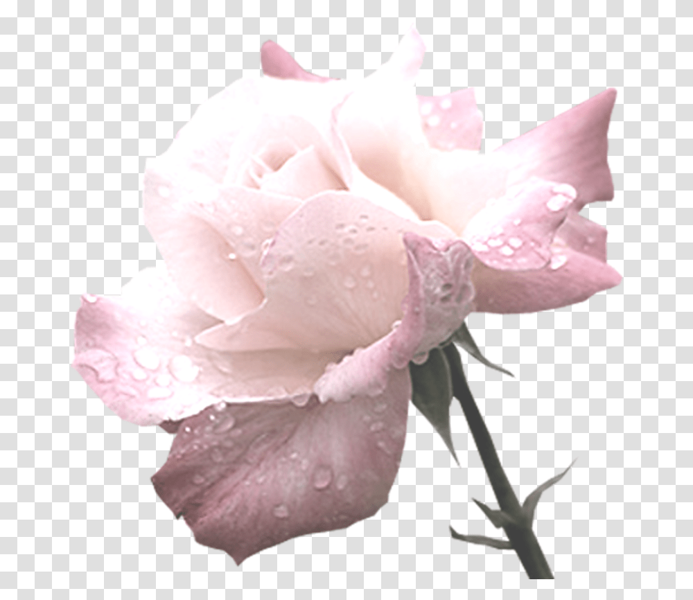 Image Rose, Plant, Flower, Blossom, Petal Transparent Png