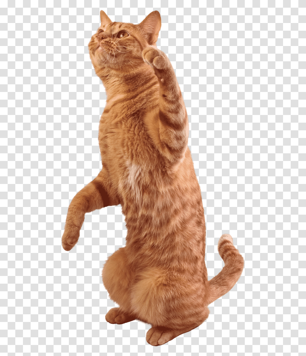 Image Royalty Free Library Tabby Cat Stock Photography Cat Stock, Pet, Mammal, Animal, Manx Transparent Png