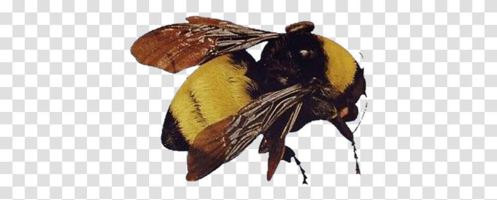 Image Scum Fuck Flower Boy Bee, Animal, Wildlife, Bat, Mammal Transparent Png